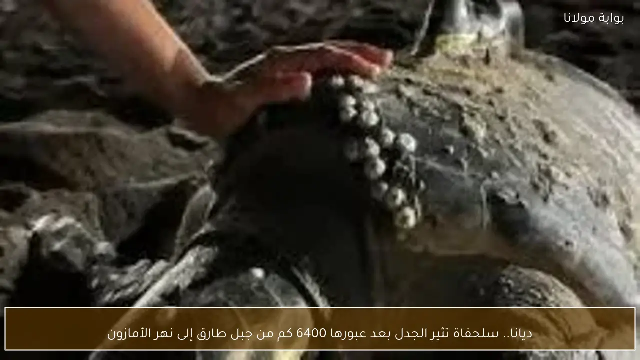 ديانا.. سلحفاة تثير الجدل بعد عبورها 6400 كم من جبل طارق إلى نهر الأمازون