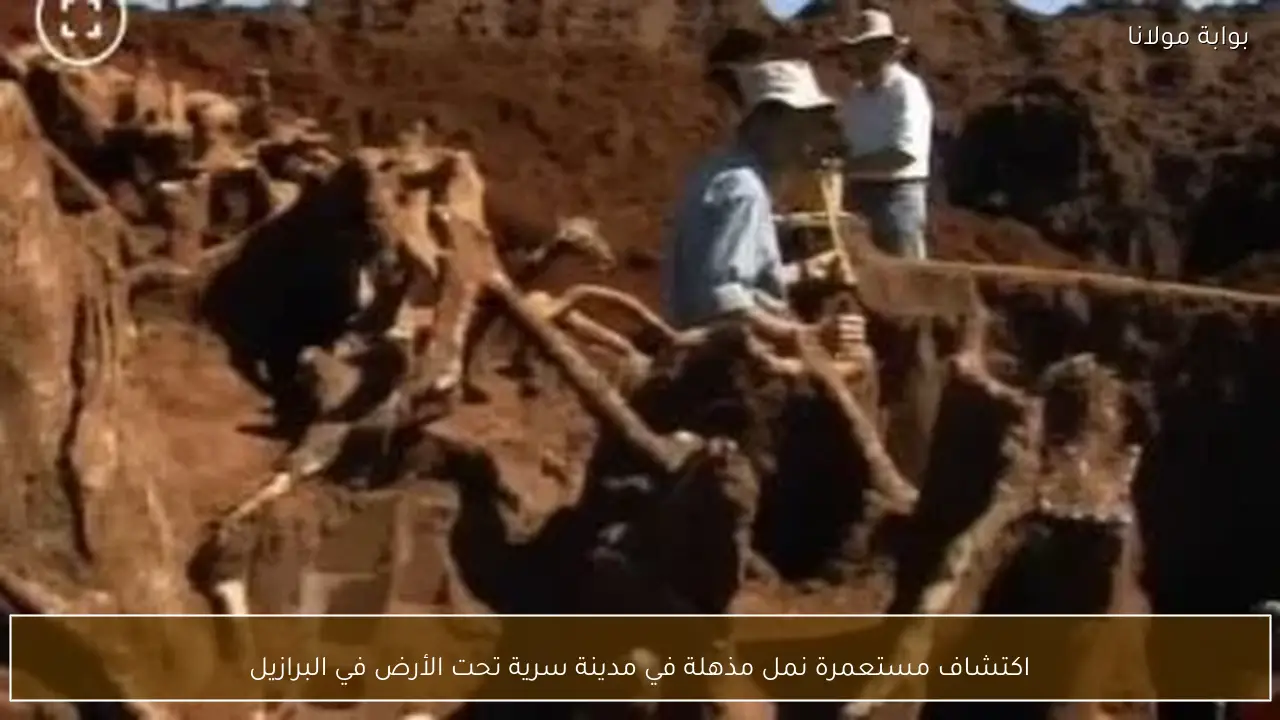 اكتشاف مستعمرة نمل مذهلة في مدينة سرية تحت الأرض في البرازيل