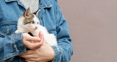 القطط يمكنها المساعدة فى التوصل لعلاجات جديدة للسرطان.. دراسة تكشف