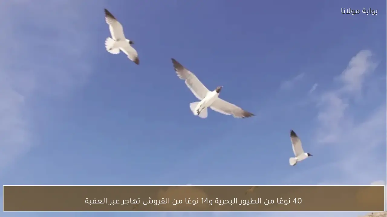 40 نوعًا من الطيور البحرية و14 نوعًا من القروش تهاجر عبر العقبة