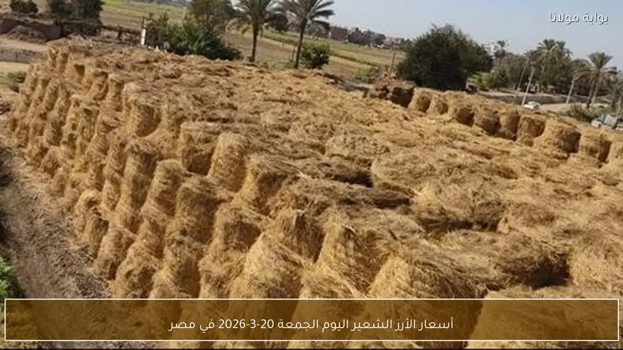 أسعار الأرز الشعير اليوم الجمعة 20-3-2026 في مصر