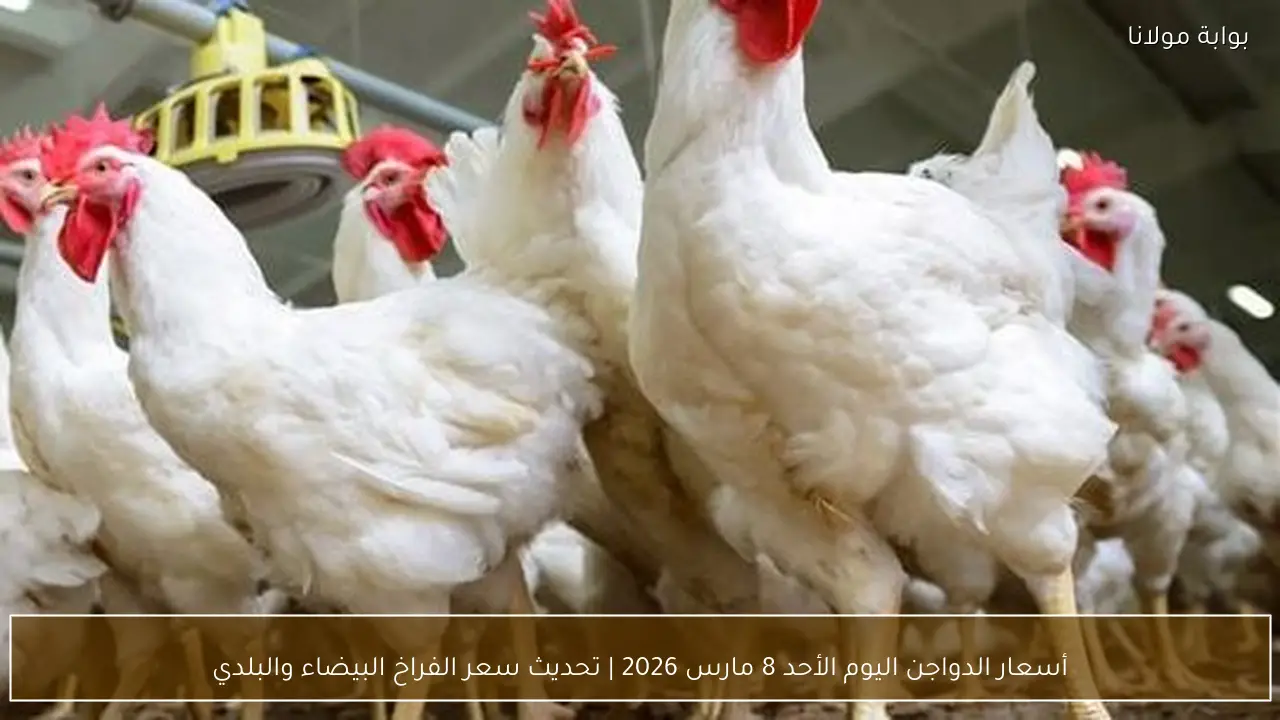 أسعار الدواجن اليوم الأحد 8 مارس 2026 | تحديث سعر الفراخ البيضاء والبلدي