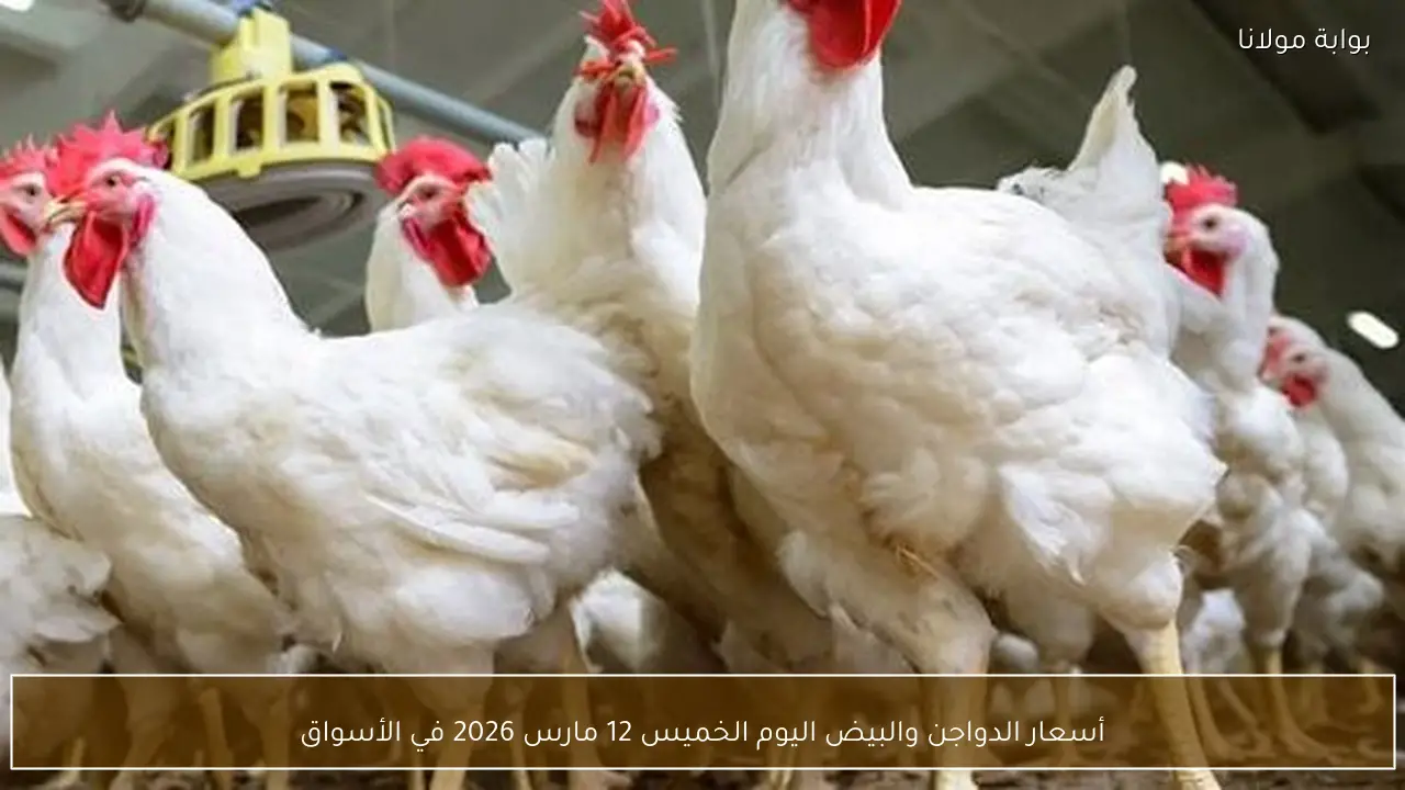 أسعار الدواجن والبيض اليوم الخميس 12 مارس 2026 في الأسواق