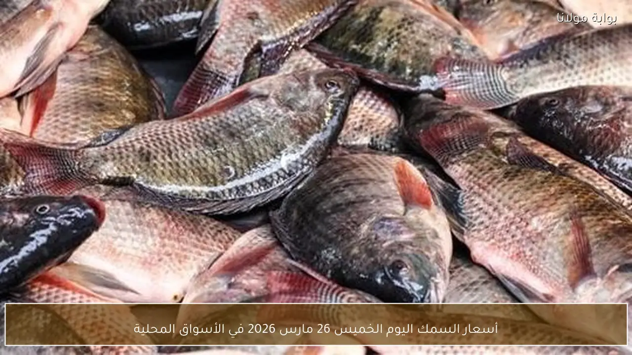 أسعار السمك اليوم الخميس 26 مارس 2026 في الأسواق المحلية