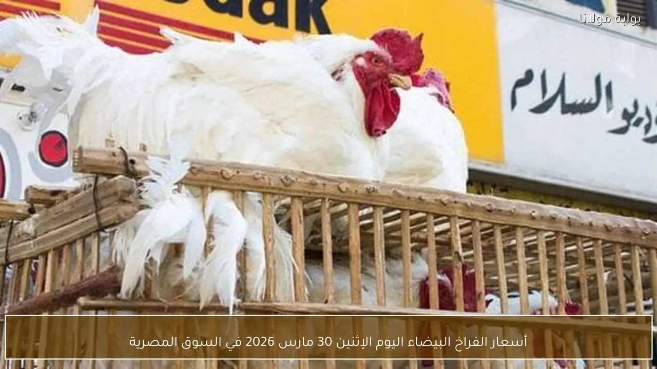 أسعار الفراخ البيضاء اليوم الإثنين 30 مارس 2026 في السوق المصرية