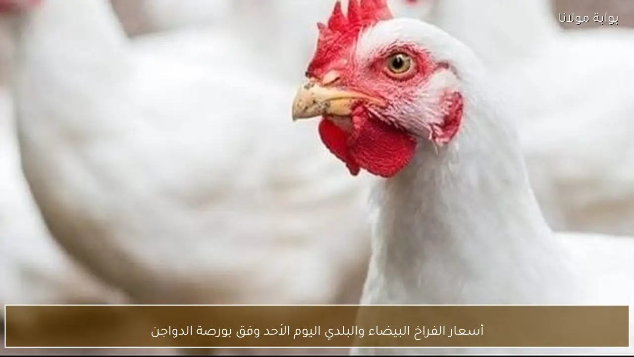 أسعار الفراخ البيضاء والبلدي اليوم الأحد وفق بورصة الدواجن