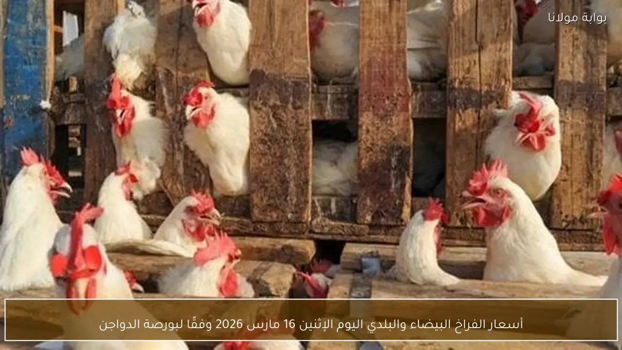 أسعار الفراخ البيضاء والبلدي اليوم الإثنين 16 مارس 2026 وفقًا لبورصة الدواجن