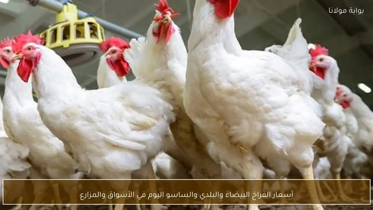 أسعار الفراخ البيضاء والبلدي والساسو اليوم في الأسواق والمزارع