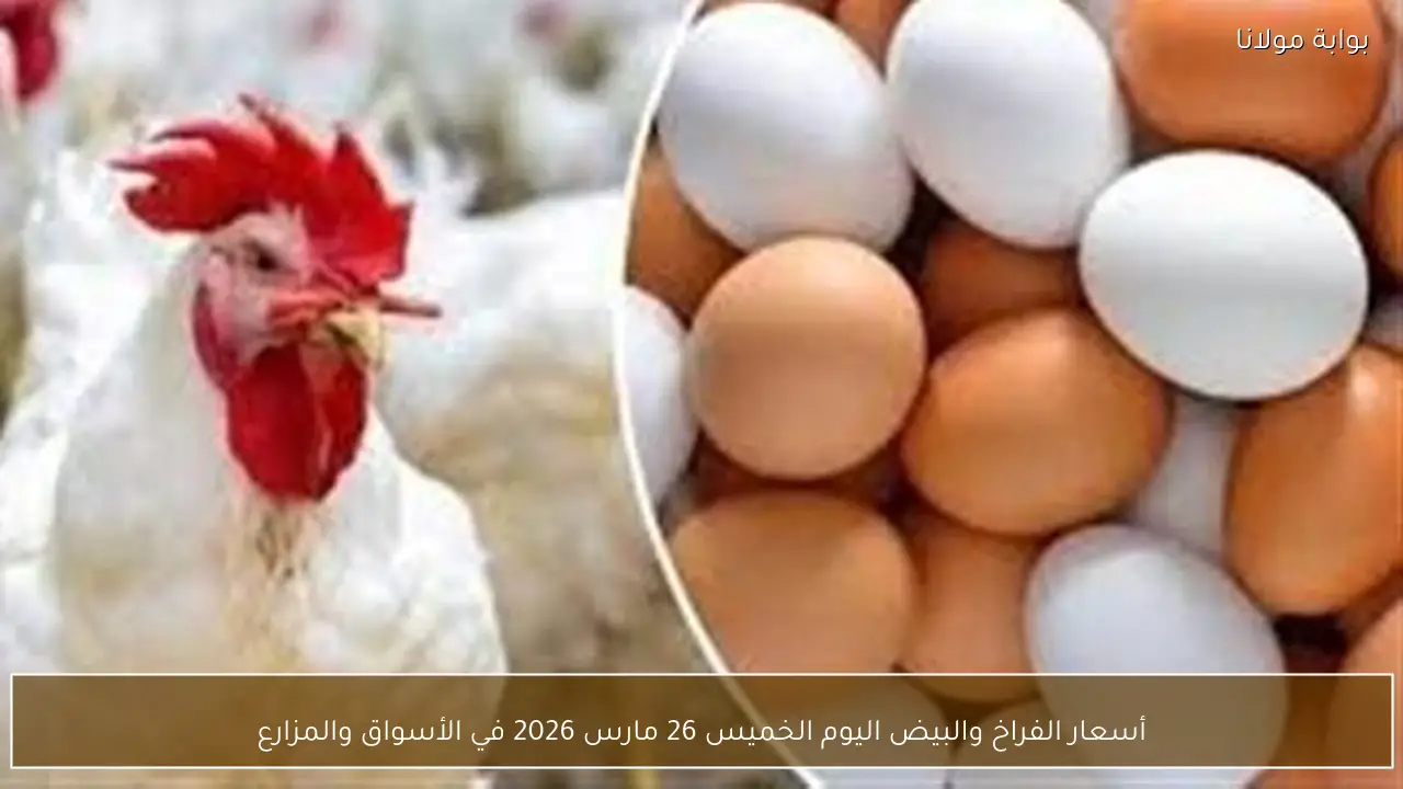 أسعار الفراخ والبيض اليوم الخميس 26 مارس 2026 في الأسواق والمزارع