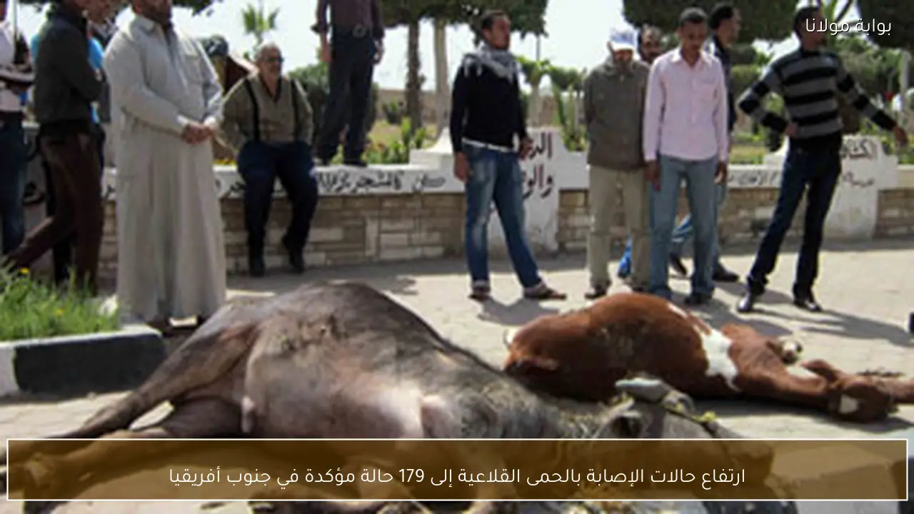 ارتفاع حالات الإصابة بالحمى القلاعية إلى 179 حالة مؤكدة في جنوب أفريقيا