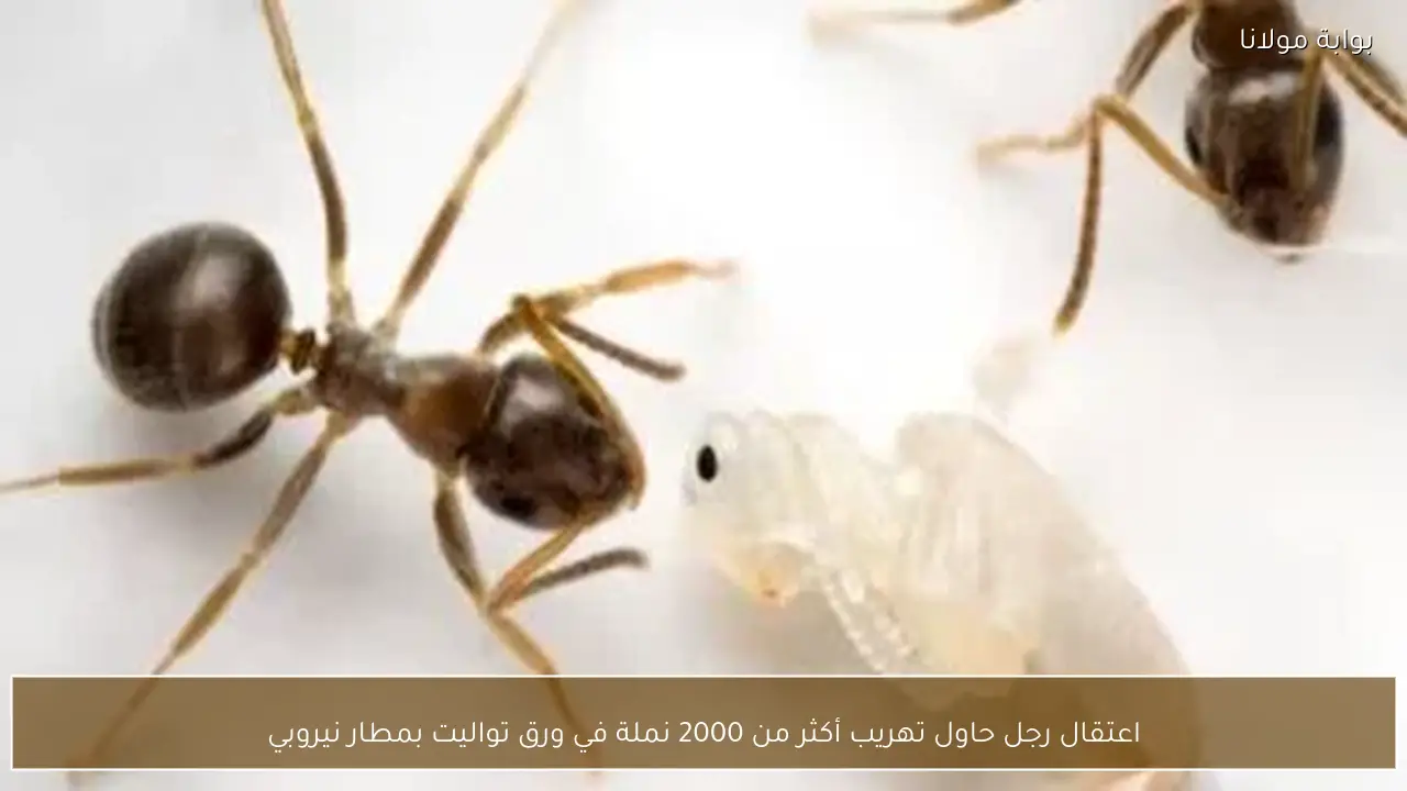 اعتقال رجل حاول تهريب أكثر من 2000 نملة في ورق تواليت بمطار نيروبي