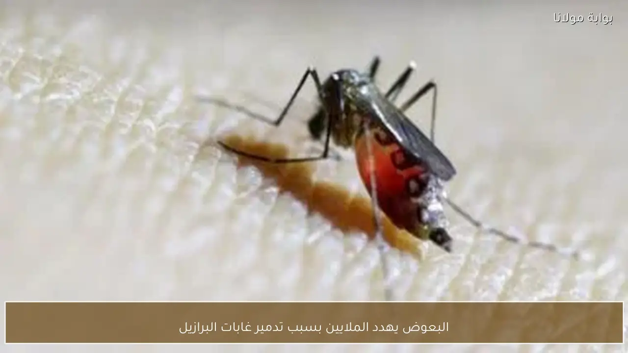 البعوض يهدد الملايين بسبب تدمير غابات البرازيل