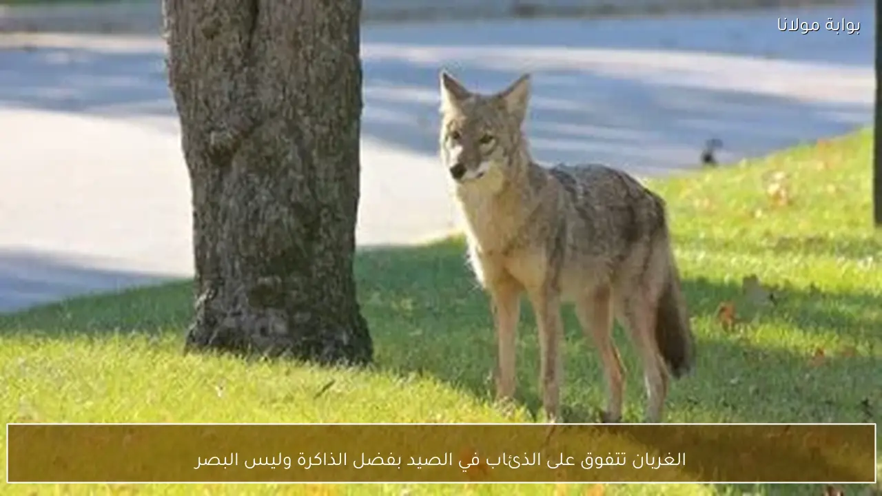 الغربان تتفوق على الذئاب في الصيد بفضل الذاكرة وليس البصر