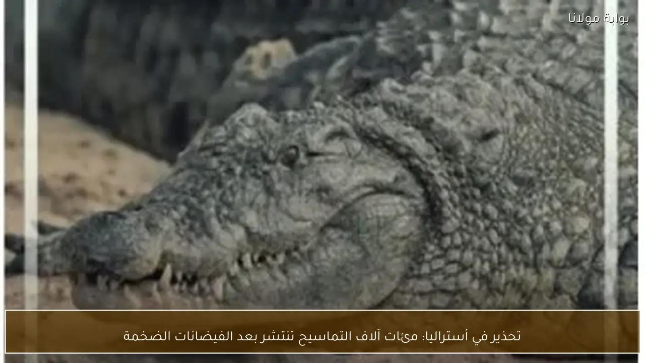 تحذير في أستراليا: مئات آلاف التماسيح تنتشر بعد الفيضانات الضخمة