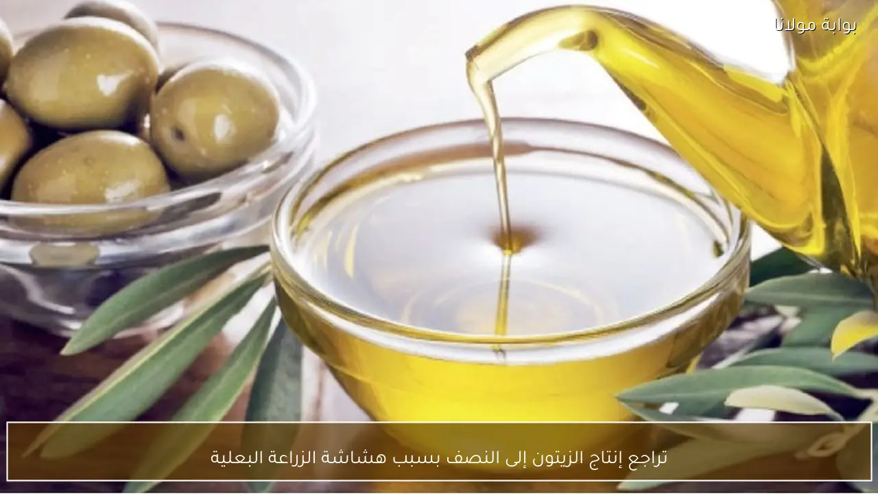 تراجع إنتاج الزيتون إلى النصف بسبب هشاشة الزراعة البعلية