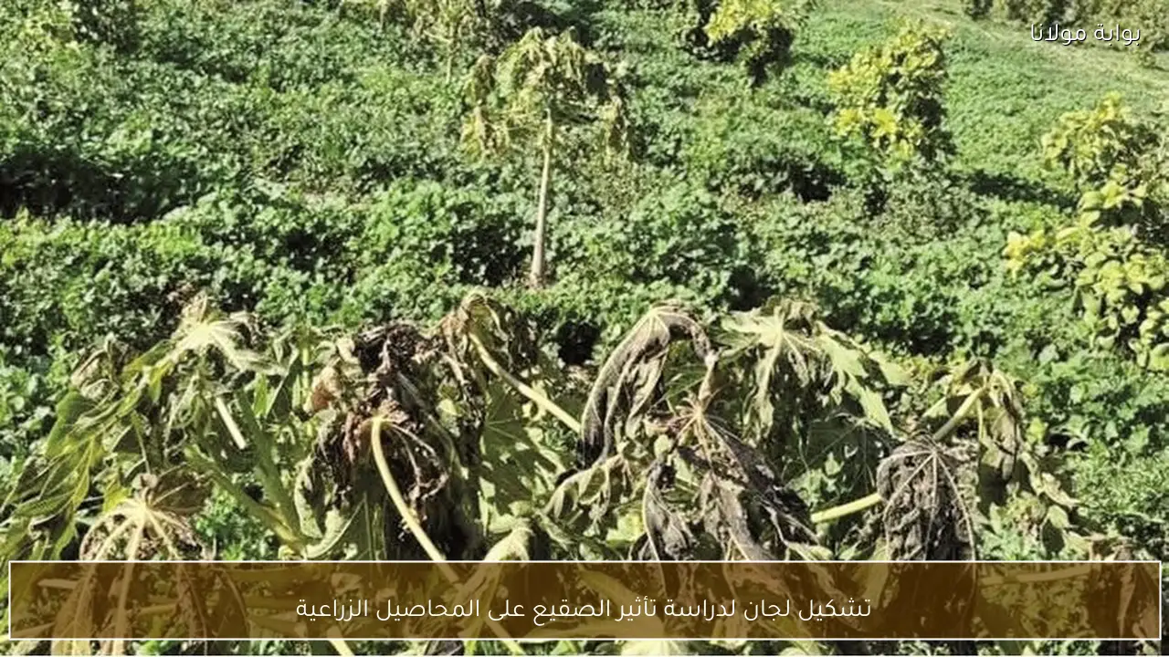 تشكيل لجان لدراسة تأثير الصقيع على المحاصيل الزراعية