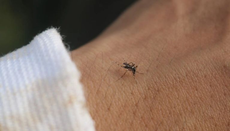 عودة البعوض في فرنسا