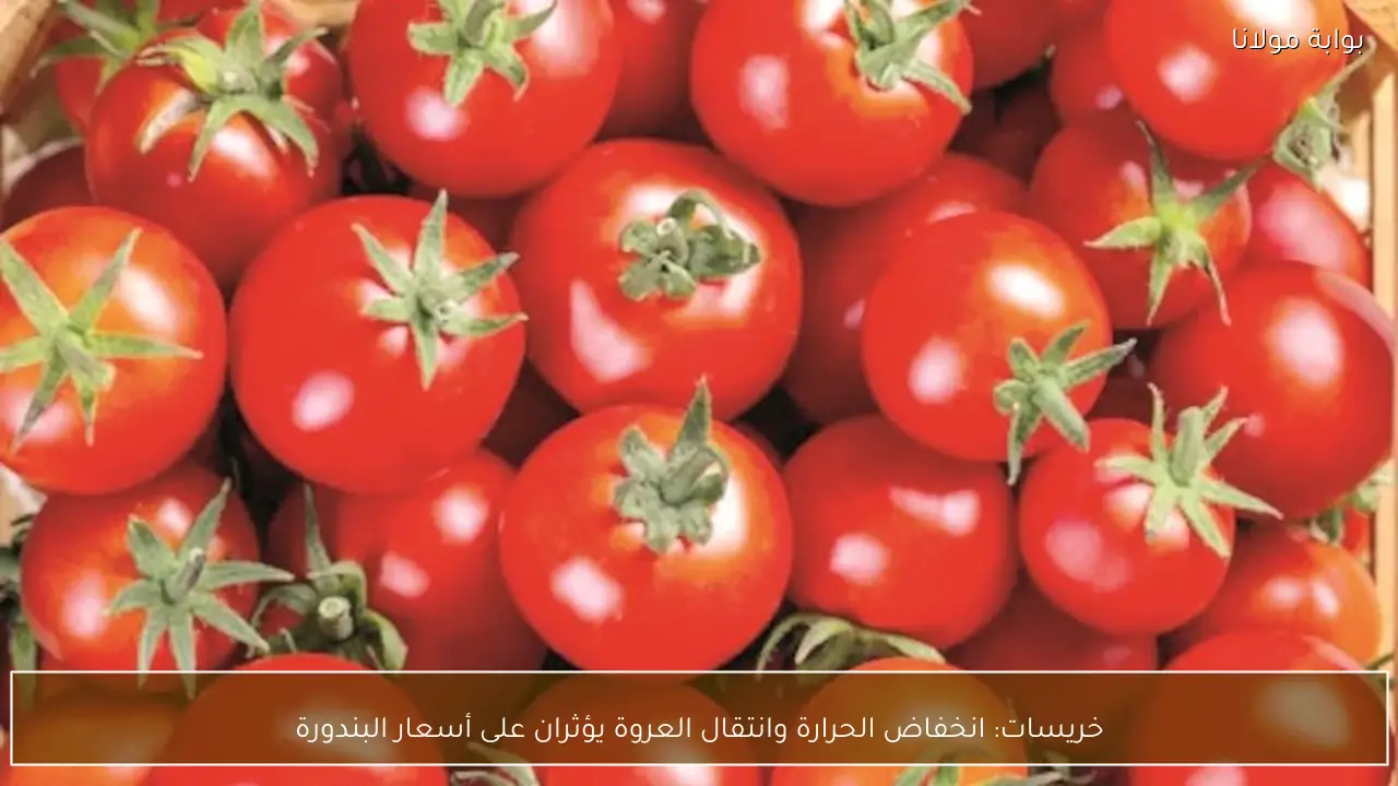 خريسات: انخفاض الحرارة وانتقال العروة يؤثران على أسعار البندورة