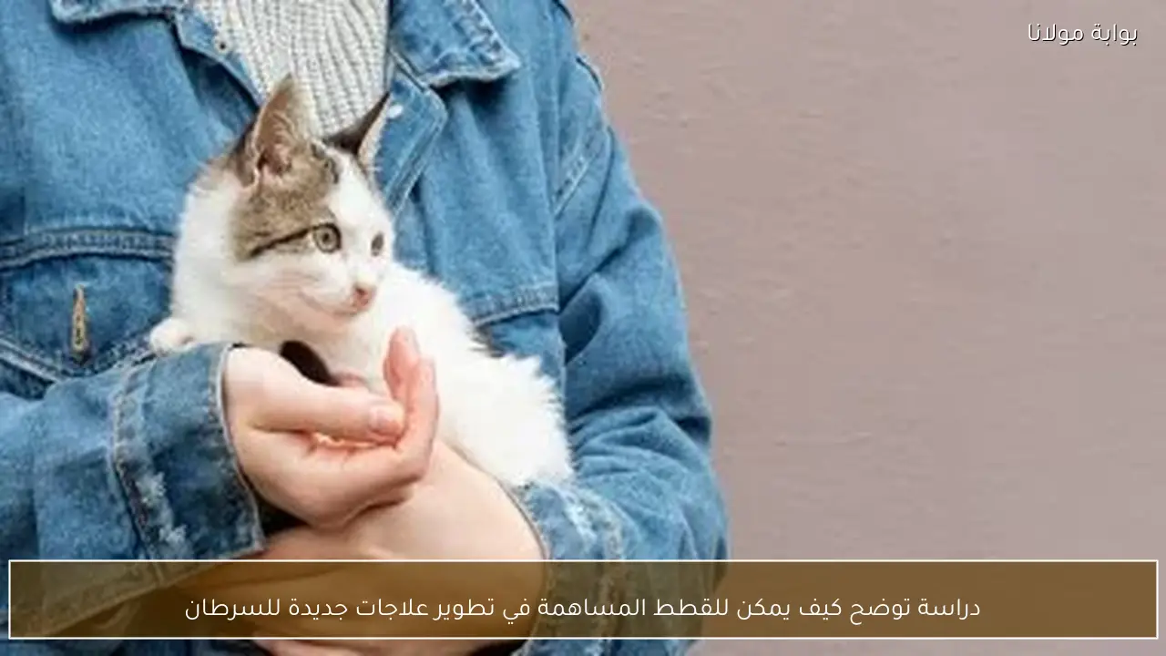 دراسة توضح كيف يمكن للقطط المساهمة في تطوير علاجات جديدة للسرطان