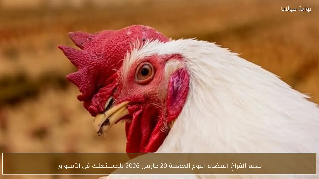 سعر الفراخ البيضاء اليوم الجمعة 20 مارس 2026 للمستهلك في الأسواق