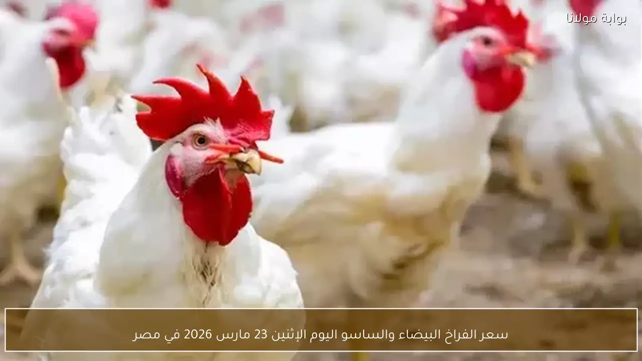 سعر الفراخ البيضاء والساسو اليوم الإثنين 23 مارس 2026 في مصر