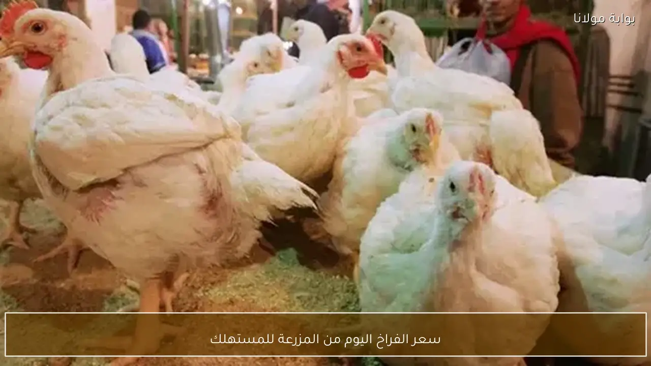 سعر الفراخ اليوم من المزرعة للمستهلك