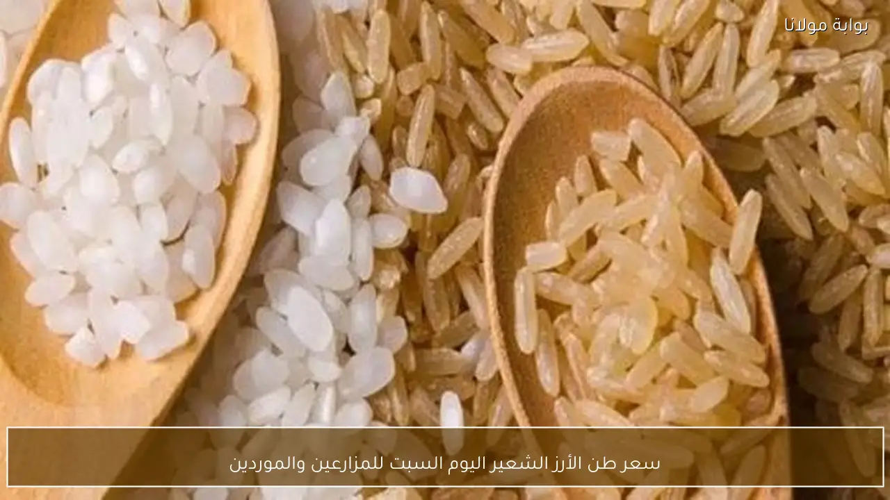 سعر طن الأرز الشعير اليوم السبت للمزارعين والموردين