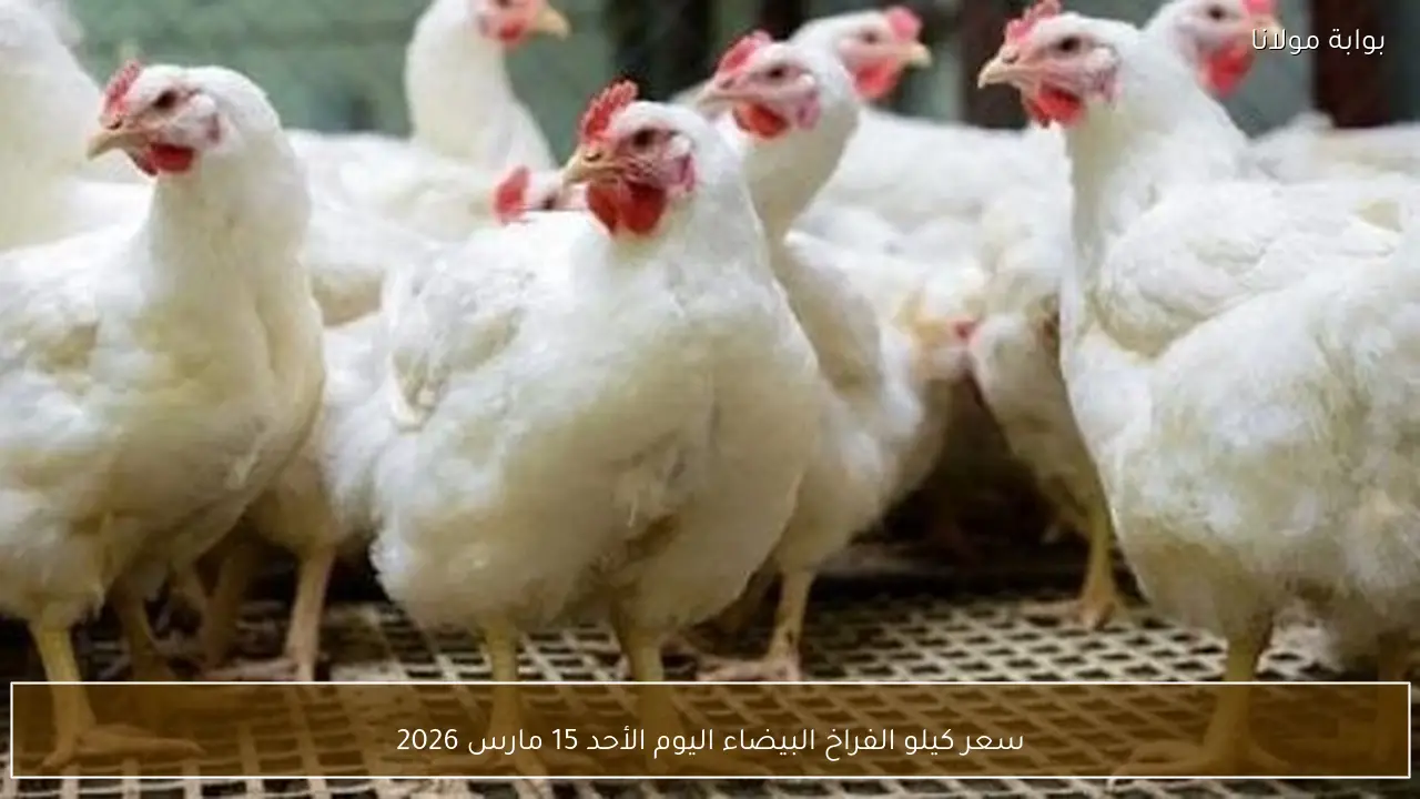 سعر كيلو الفراخ البيضاء اليوم الأحد 15 مارس 2026