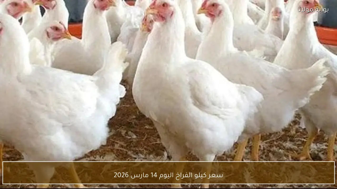 سعر كيلو الفراخ اليوم 14 مارس 2026