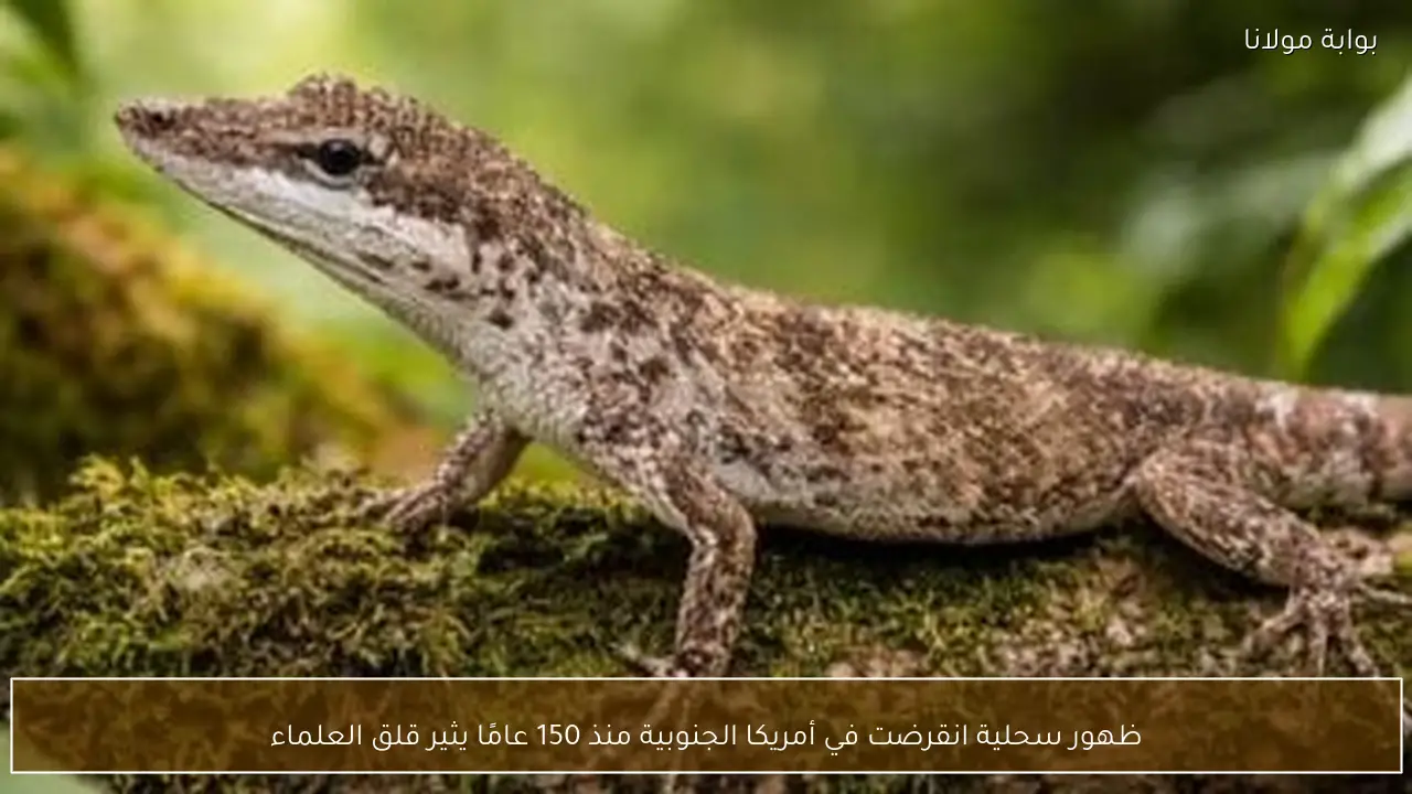 ظهور سحلية انقرضت في أمريكا الجنوبية منذ 150 عامًا يثير قلق العلماء