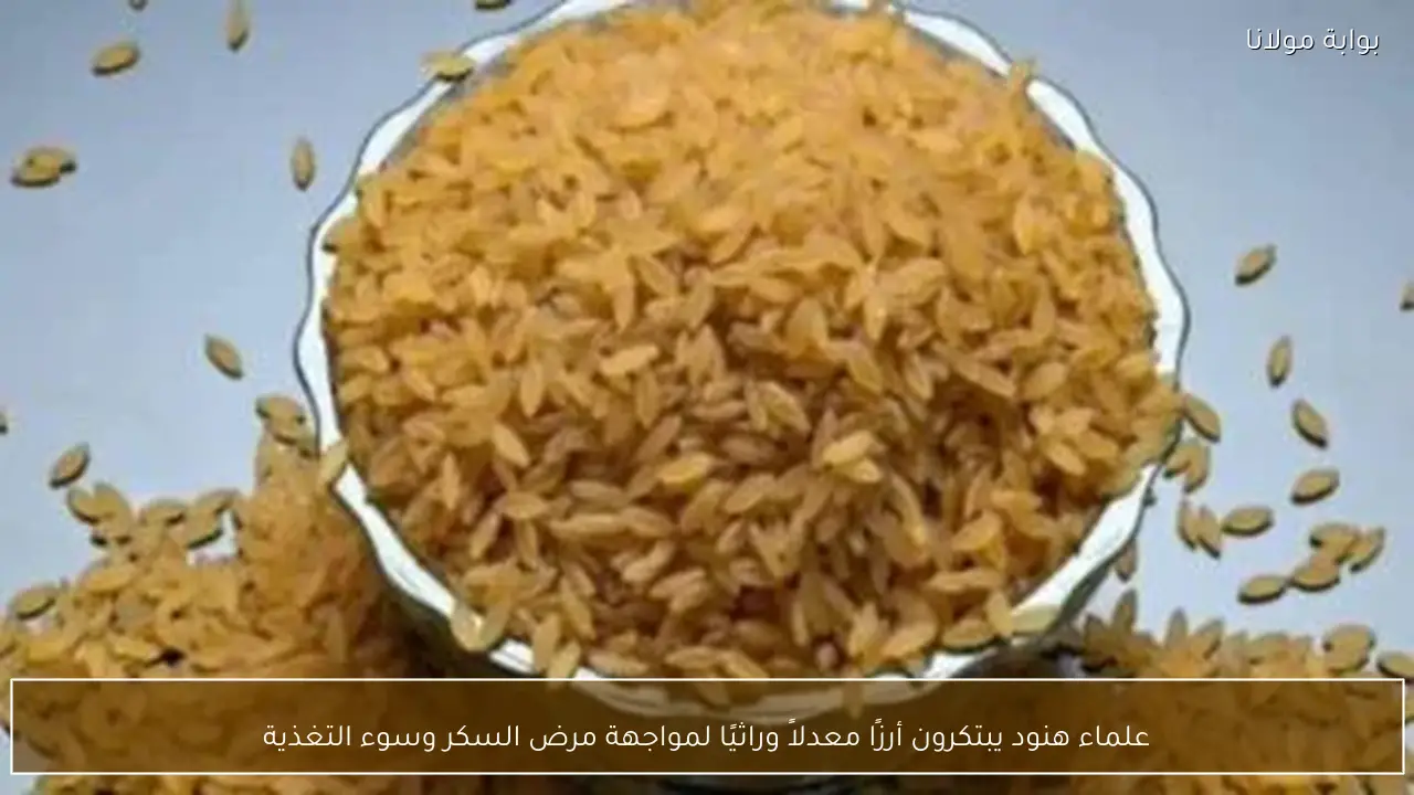 علماء هنود يبتكرون أرزًا معدلاً وراثيًا لمواجهة مرض السكر وسوء التغذية