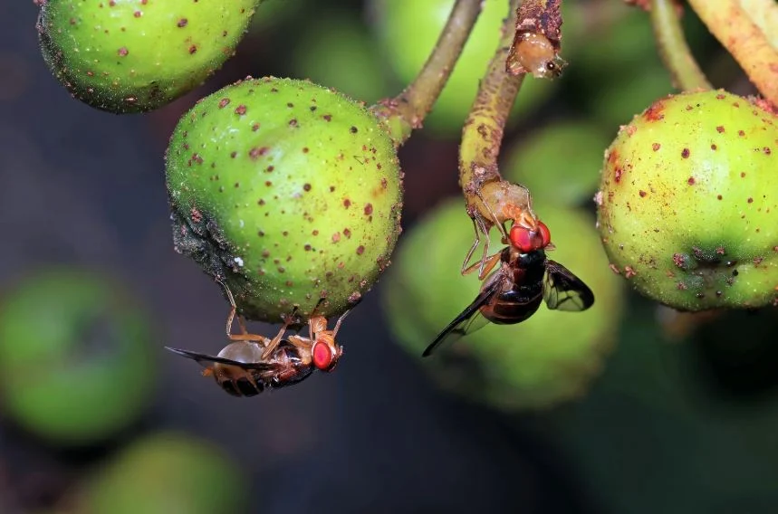 جهاز استشعار بقدرات بصرية وشمية يعتمد على مبدأ عين ذبابة الفاكهة