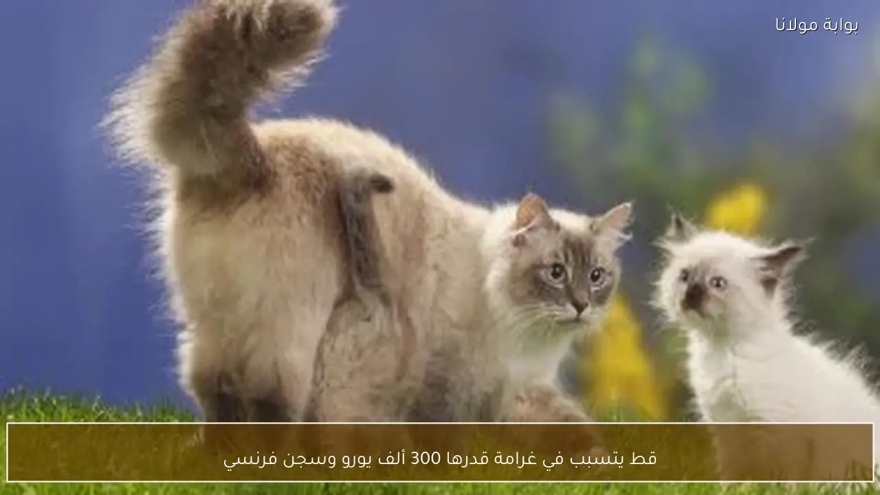 قط يتسبب في غرامة قدرها 300 ألف يورو وسجن فرنسي