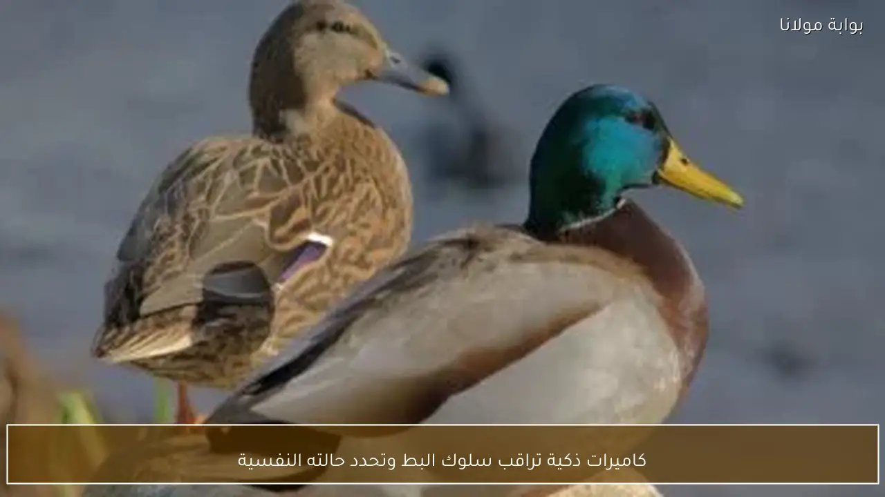 كاميرات ذكية تراقب سلوك البط وتحدد حالته النفسية