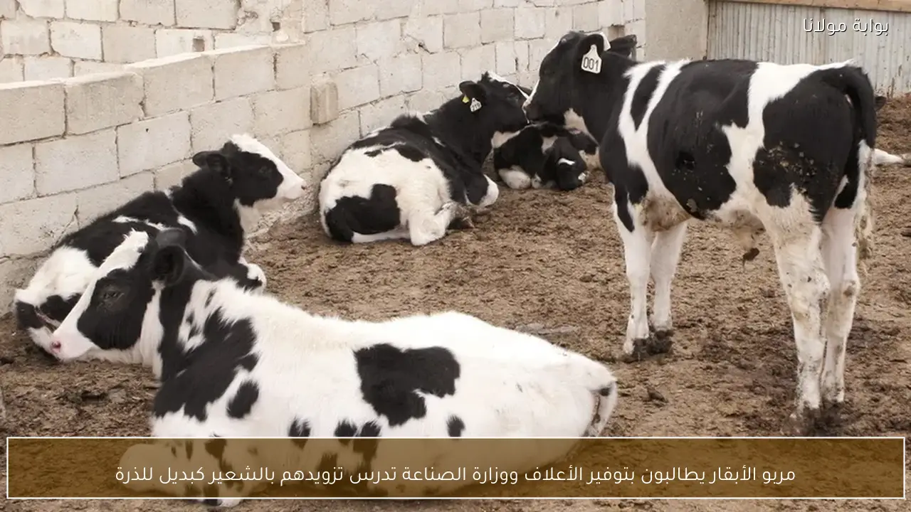 مربو الأبقار يطالبون بتوفير الأعلاف ووزارة الصناعة تدرس تزويدهم بالشعير كبديل للذرة