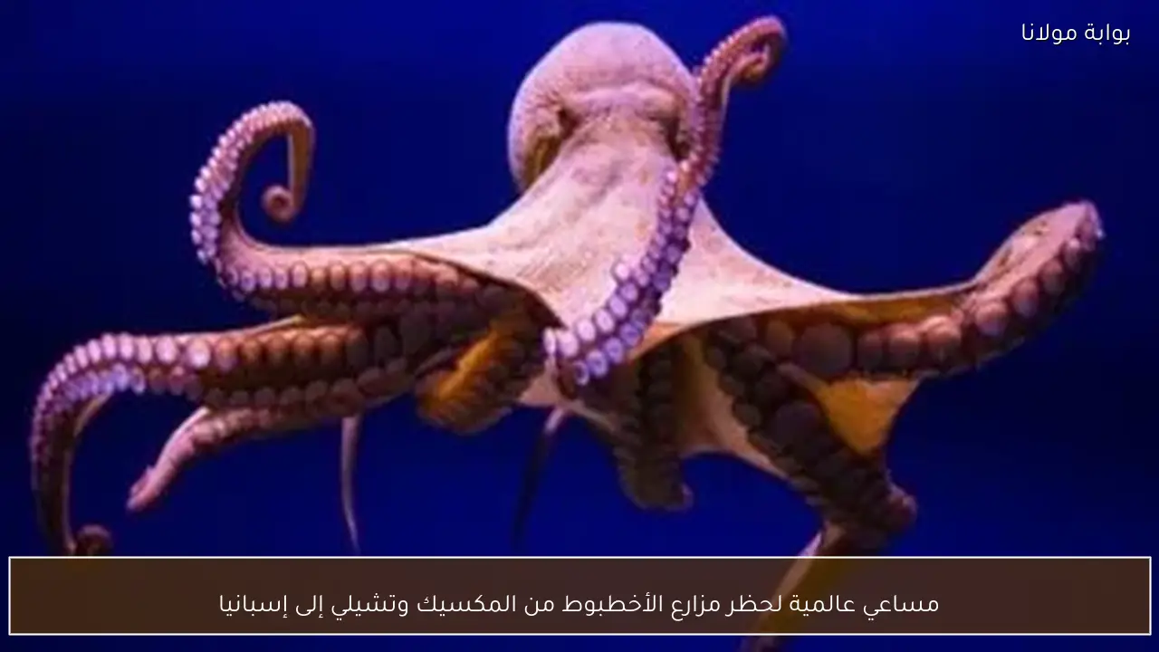 مساعي عالمية لحظر مزارع الأخطبوط من المكسيك وتشيلي إلى إسبانيا