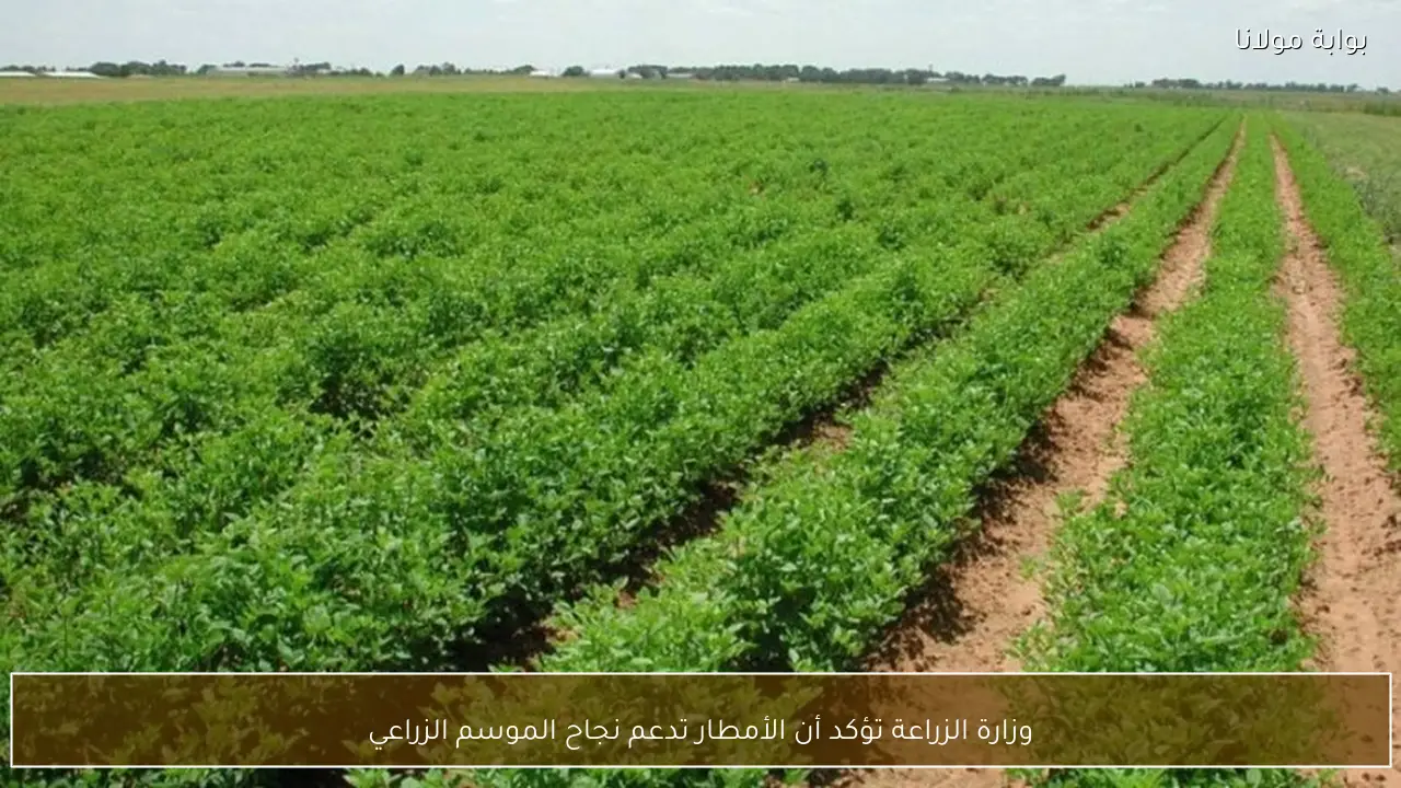 وزارة الزراعة تؤكد أن الأمطار تدعم نجاح الموسم الزراعي