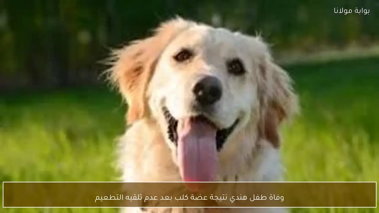 وفاة طفل هندي نتيجة عضة كلب بعد عدم تلقيه التطعيم