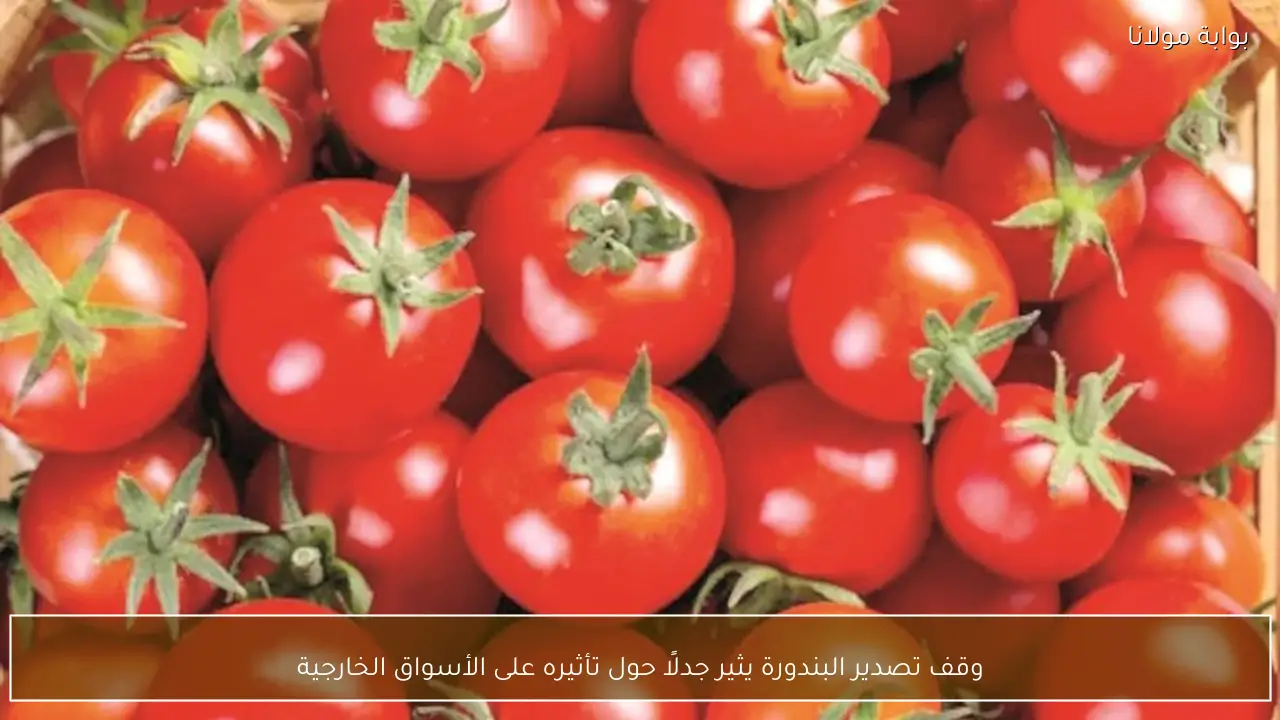 وقف تصدير البندورة يثير جدلًا حول تأثيره على الأسواق الخارجية