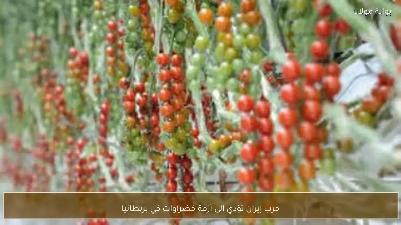 حرب إيران تؤدي إلى أزمة خضراوات في بريطانيا