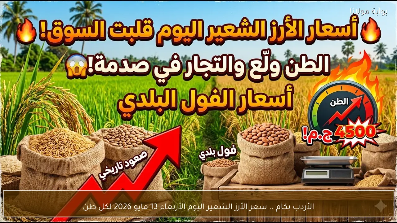 الأردب بكام .. سعر الأرز الشعير اليوم الأربعاء 13 مايو 2026 لكل طن