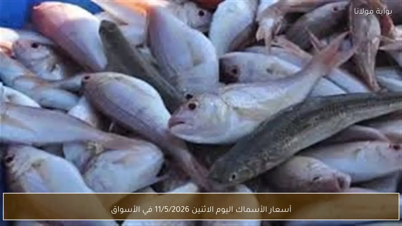 أسعار الأسماك اليوم الاثنين 11/5/2026 في الأسواق