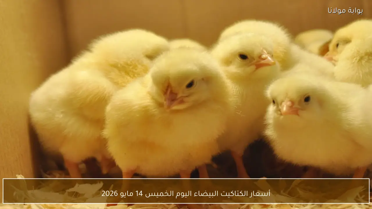 أسعار الكتاكيت البيضاء اليوم الخميس 14 مايو 2026 في بورصة الدواجن