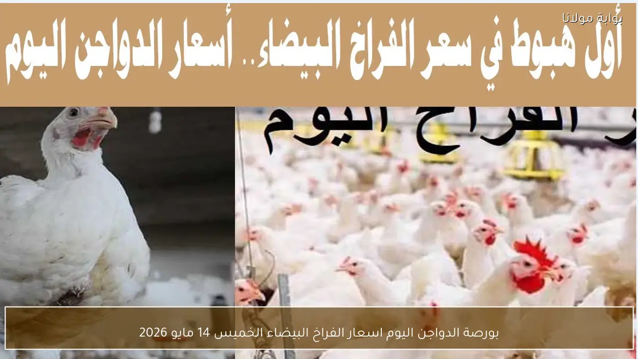 بورصة الدواجن اليوم اسعار الفراخ البيضاء الخميس 14 مايو 2026
