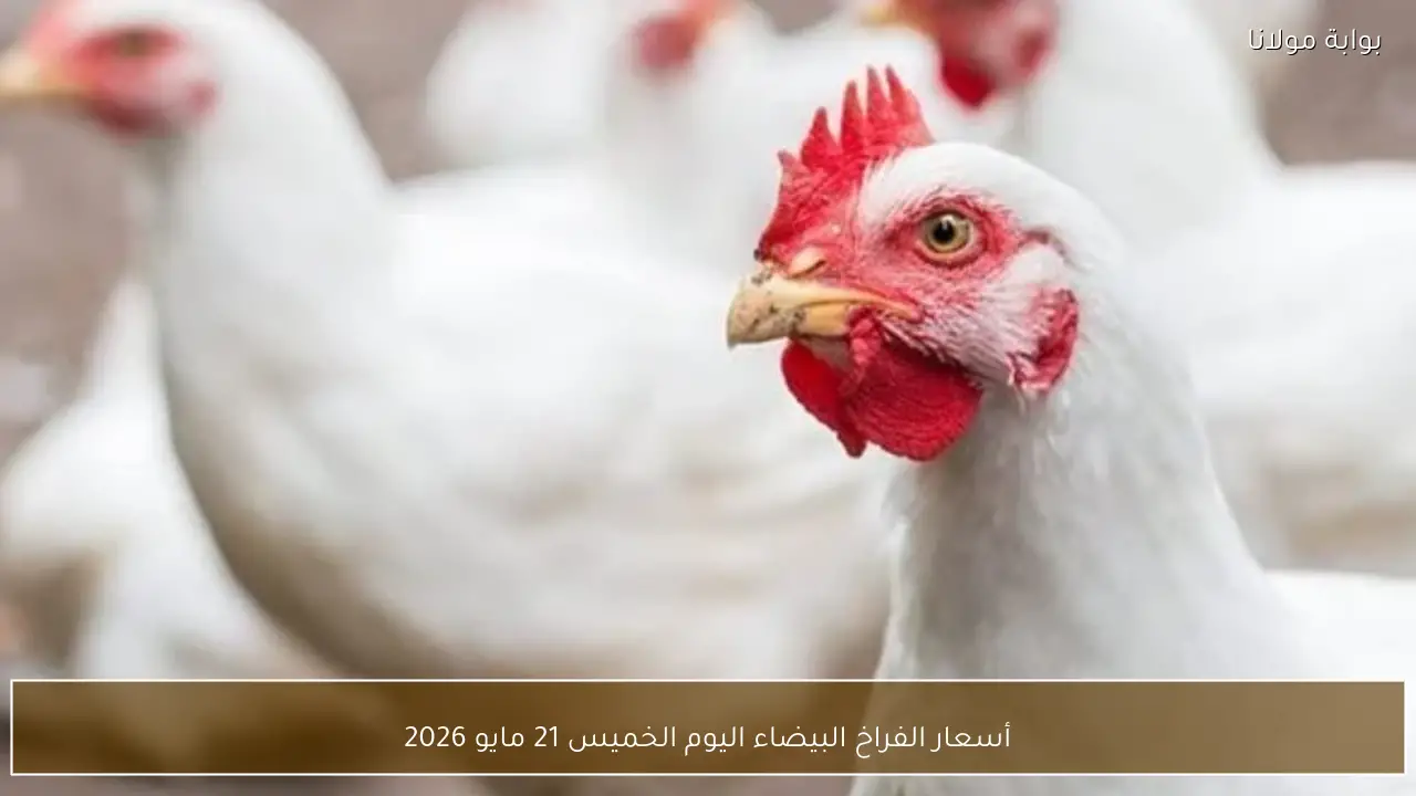 انخفاض أسعار الفراخ البيضاء اليوم الخميس 21 مايو 2026 في الأسواق