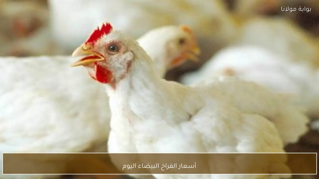أسعار الفراخ البيضاء اليوم الأحد 10 مايو 2026 داخل المزارع ومحال التجزئة