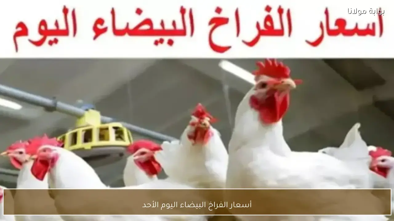 أسعار الفراخ البيضاء اليوم الأحد 17 مايو 2026 في المزارع والأسواق المحلية
