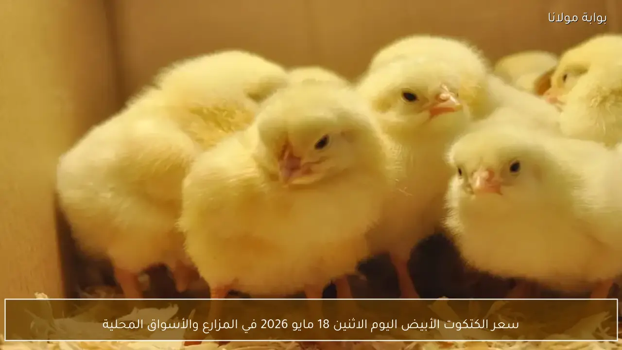 سعر الكتكوت الأبيض اليوم الاثنين 18 مايو 2026 في المزارع والأسواق المحلية