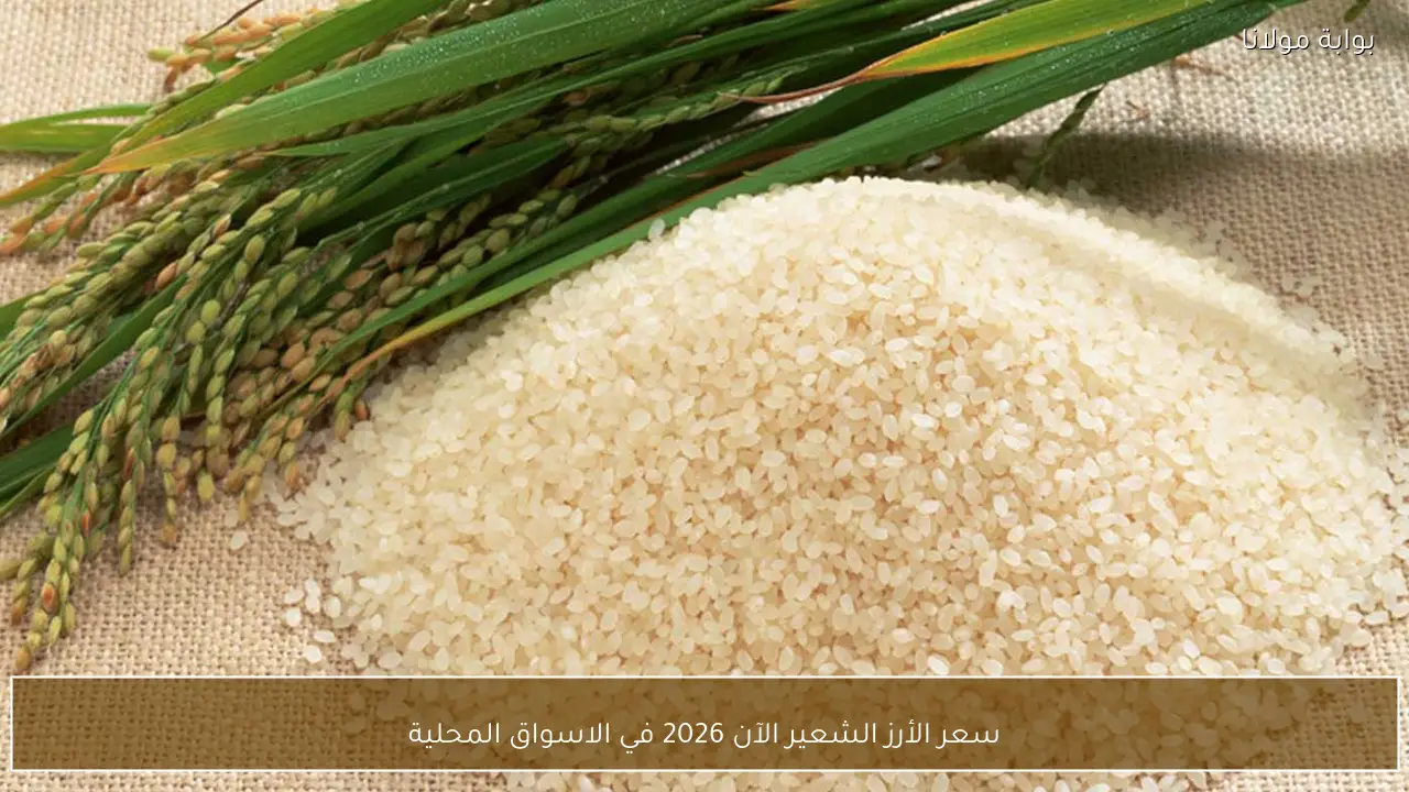 سعر الأرز الشعير الآن 2026 في الاسواق المحلية