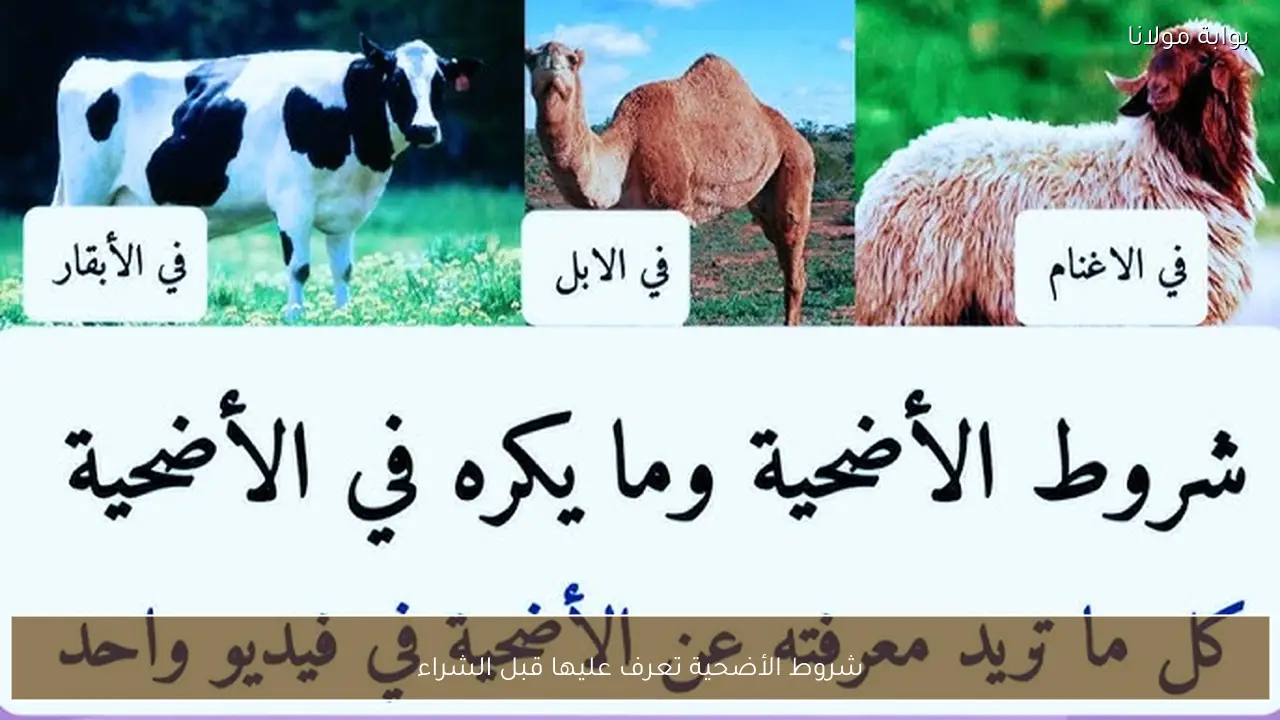 شروط الأضحية تعرف عليها قبل الشراء